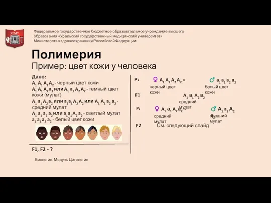 Полимерия Пример: цвет кожи у человека Дано: A1 A1 A2 A2