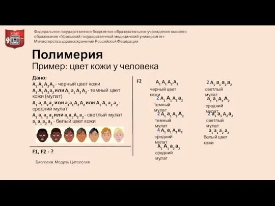 Полимерия Пример: цвет кожи у человека Дано: A1 A1 A2 A2