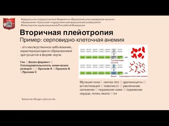 Вторичная плейотропия Пример: серповидно-клеточная анемия Мутация гена? синтез HbS ? дрепаноциты