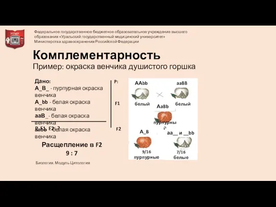 Комплементарность Пример: окраска венчика душистого горшка Дано: А_В_ - пурпурная окраска