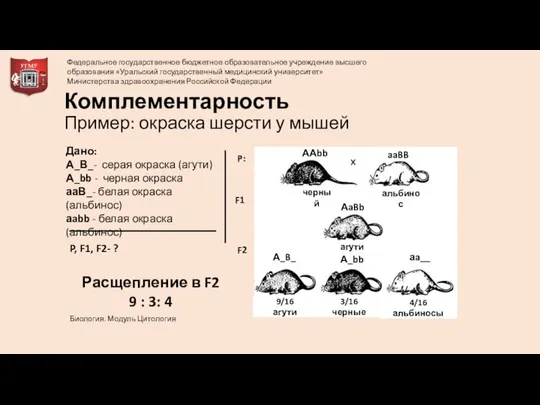 Комплементарность Пример: окраска шерсти у мышей Дано: А_В_- серая окраска (агути)