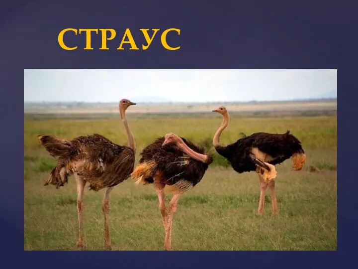 СТРАУС