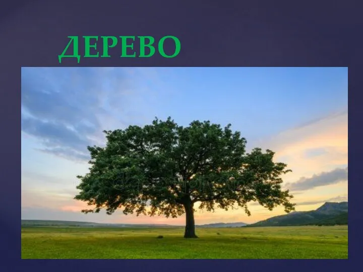 ДЕРЕВО