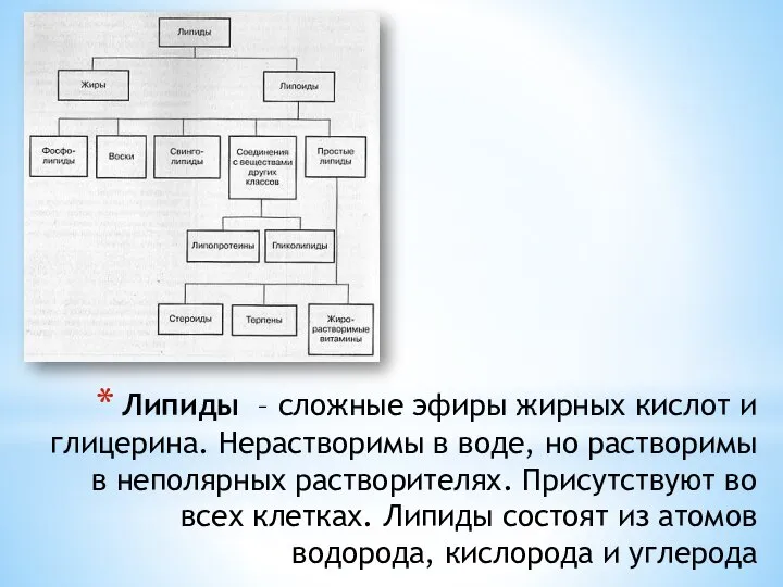 Липиды – сложные эфиры жирных кислот и глицерина. Нерастворимы в воде,