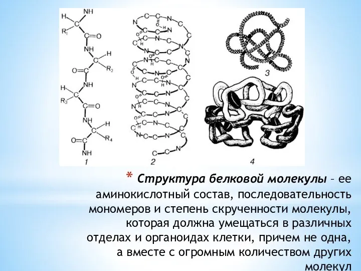 Структура белковой молекулы – ее аминокислотный состав, последовательность мономеров и степень