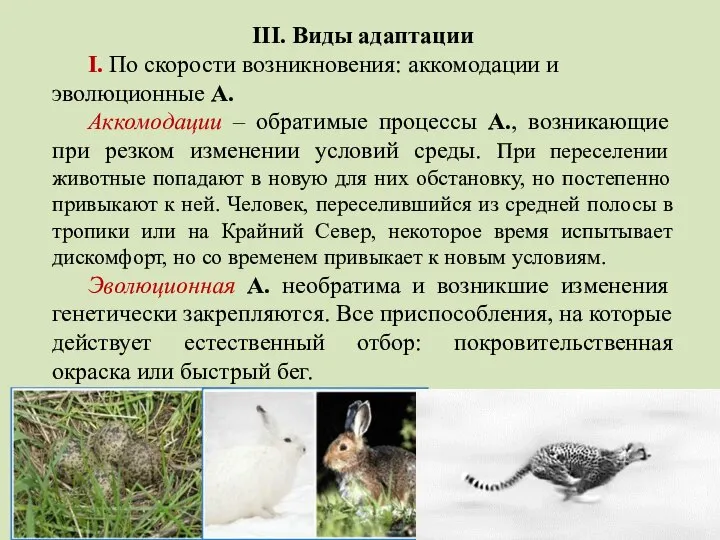 III. Виды адаптации I. По скорости возникновения: аккомодации и эволюционные А.