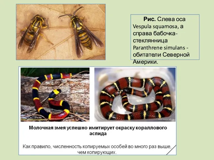 Рис. Слева оса Vespula squamosa, а справа бабочка-стеклянница Paranthrene simulans - обитатели Северной Америки.