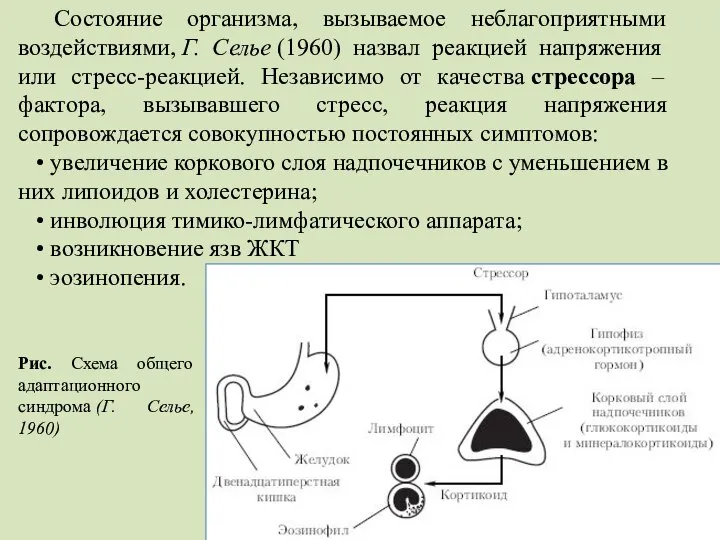 Состояние организма, вызываемое неблагоприятными воздействиями, Г. Селье (1960) назвал реакцией напряжения