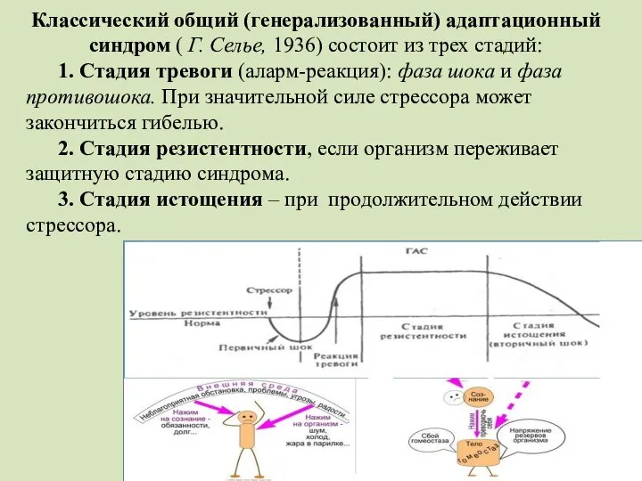 Классический общий (генерализованный) адаптационный синдром ( Г. Селье, 1936) состоит из