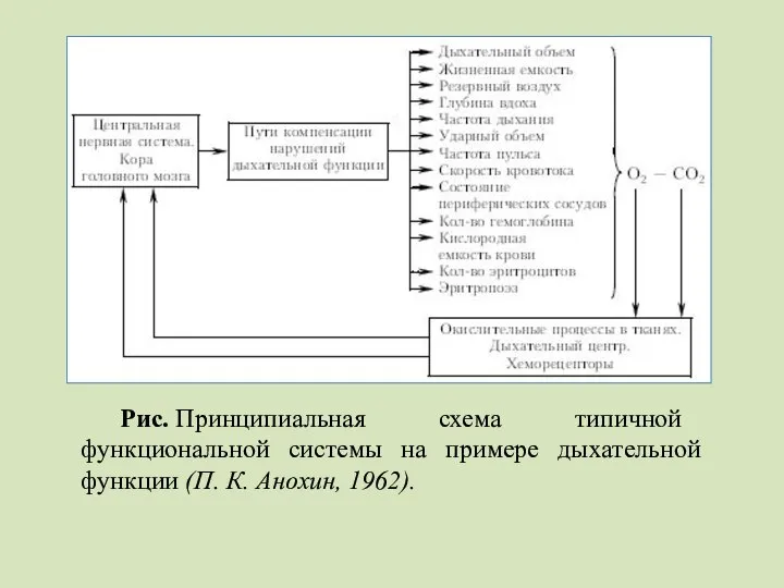 Рис. Принципиальная схема типичной функциональной системы на примере дыхательной функции (П. К. Анохин, 1962).