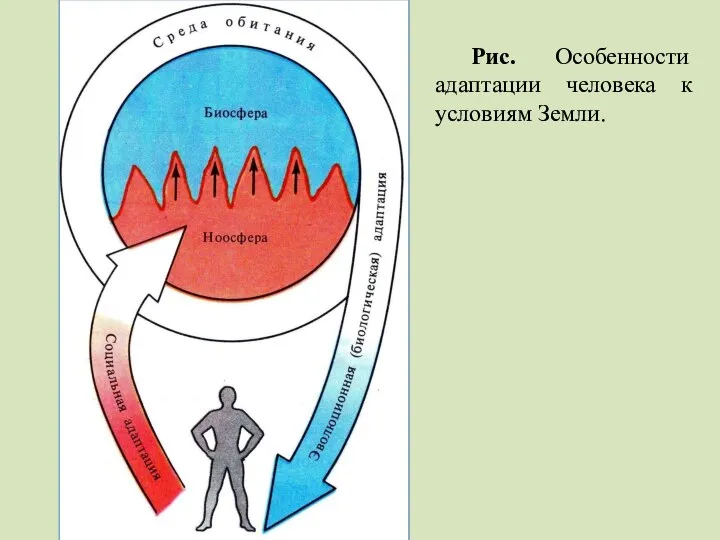 Рис. Особенности адаптации человека к условиям Земли.