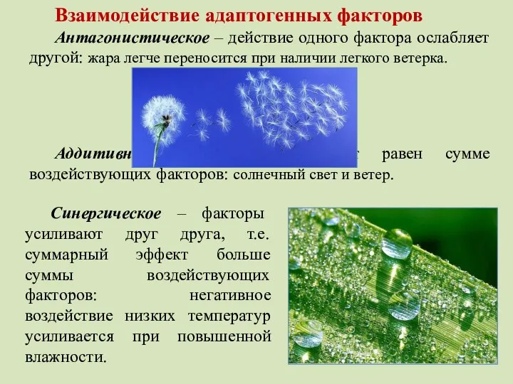 Взаимодействие адаптогенных факторов Антагонистическое – действие одного фактора ослабляет другой: жара