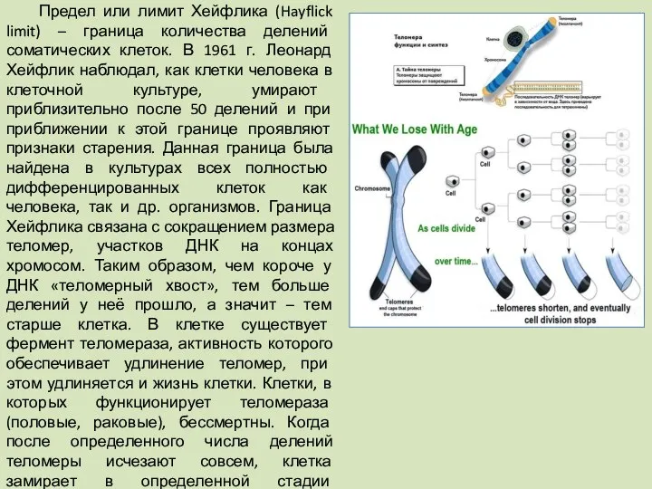 Предел или лимит Хейфлика (Hayflick limit) – граница количества делений соматических