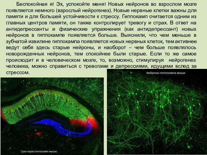Беспокойная я! Эх, успокойте меня! Новых нейронов во взрослом мозге появляется