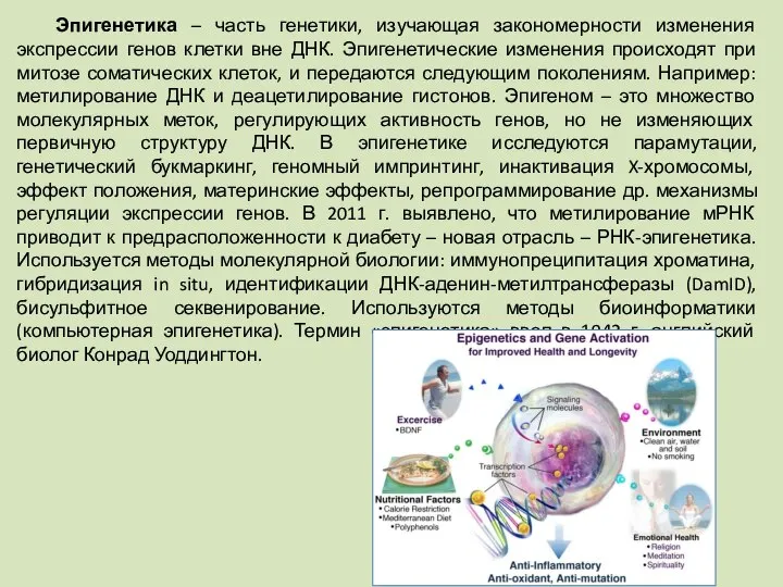 Эпигенетика – часть генетики, изучающая закономерности изменения экспрессии генов клетки вне