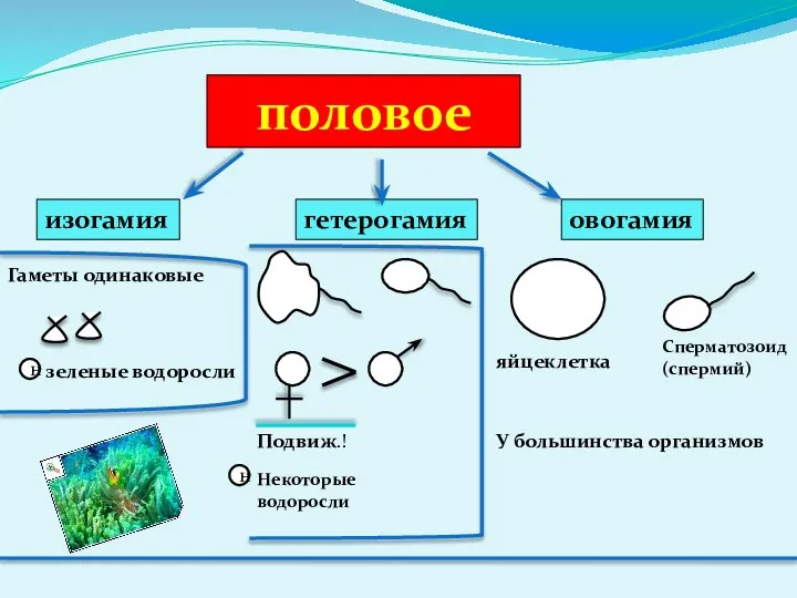 половое изогамия гетерогамия овогамия Гаметы одинаковые зеленые водоросли н Подвиж.! н