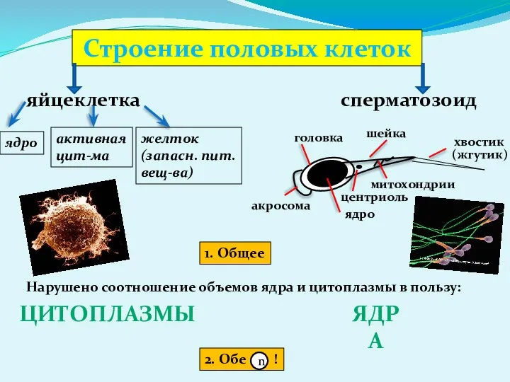 Строение половых клеток яйцеклетка сперматозоид ядро активная цит-ма желток (запасн. пит.