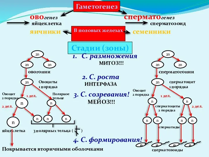 Гаметогенез овогенез сперматогенез яйцеклетка сперматозоид В половых железах яичники семенники Стадии