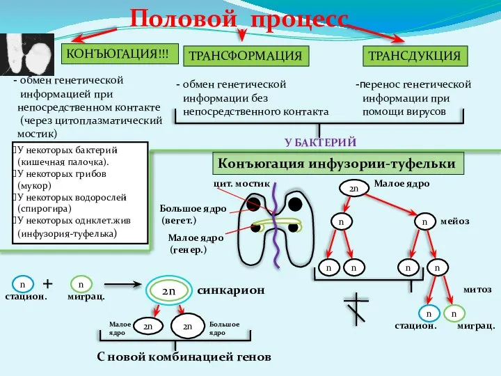 Половой процесс КОНЪЮГАЦИЯ!!! ТРАНСФОРМАЦИЯ ТРАНСДУКЦИЯ обмен генетической информацией при непосредственном контакте