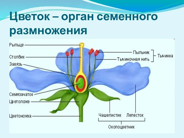 Цветок – орган семенного размножения