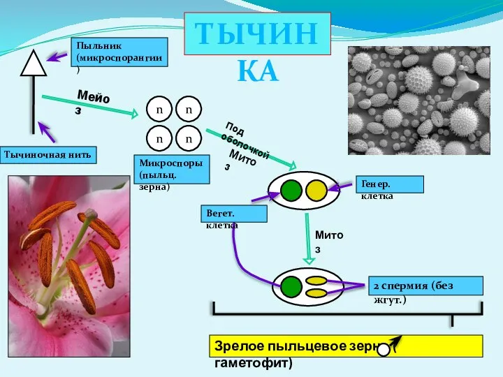 ТЫЧИНКА Пыльник (микроспорангии) Тычиночная нить n n n n Микроспоры (пыльц.