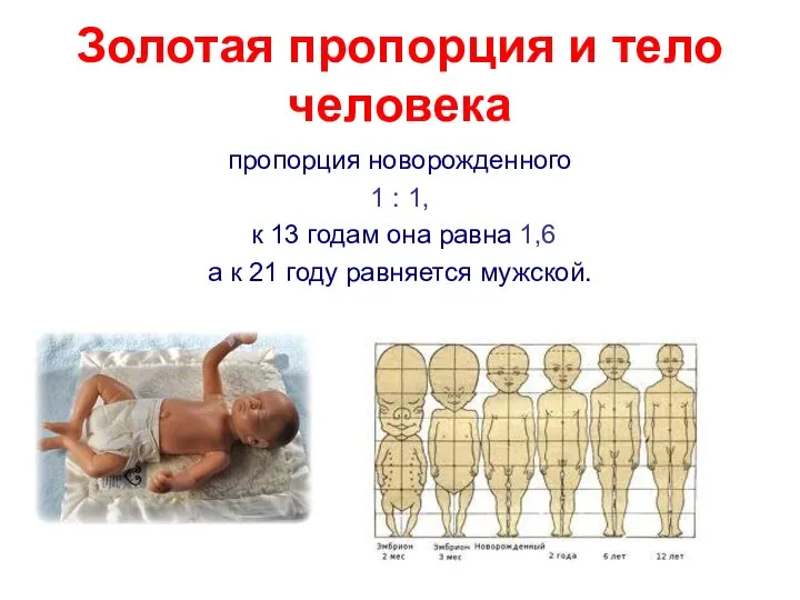 Золотая пропорция и тело человека пропорция новорожденного 1 : 1, к