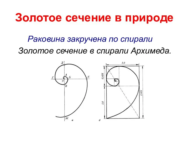 Золотое сечение в природе Раковина закручена по спирали Золотое сечение в спирали Архимеда.