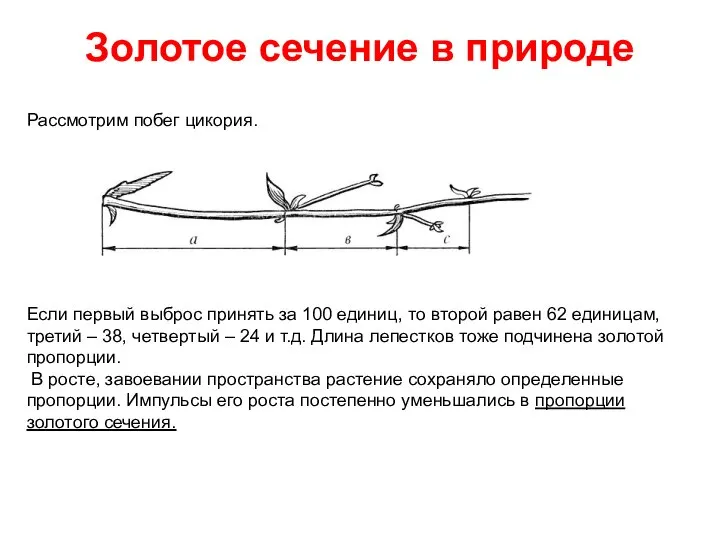 Золотое сечение в природе Рассмотрим побег цикория. Если первый выброс принять