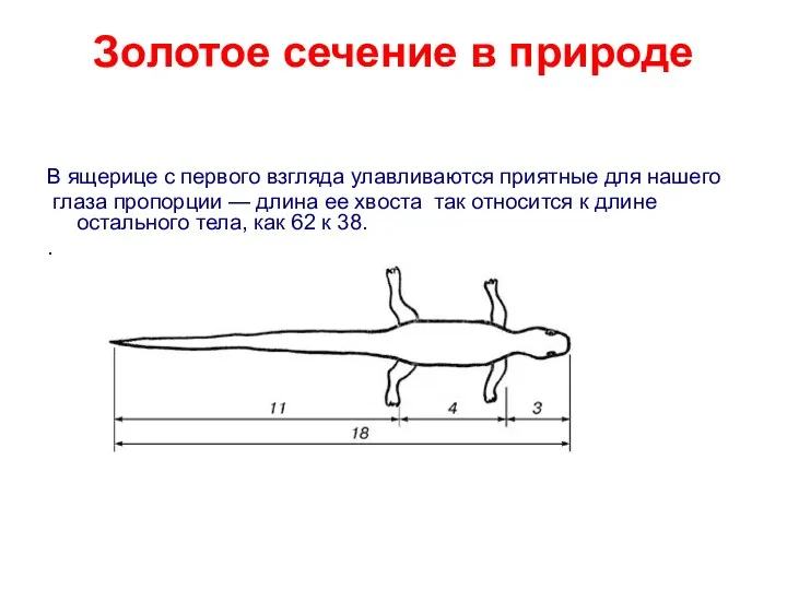 В ящерице с первого взгляда улавливаются приятные для нашего глаза пропорции