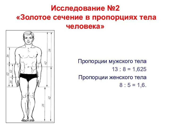 Исследование №2 «Золотое сечение в пропорциях тела человека» Пропорции мужского тела