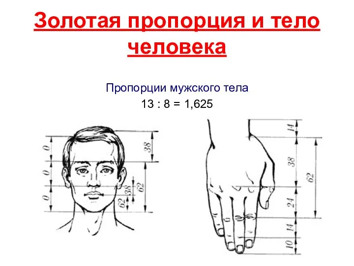 Золотая пропорция и тело человека Пропорции мужского тела 13 : 8 = 1,625
