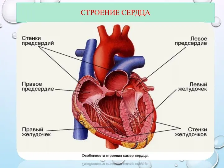 СТРОЕНИЕ СЕРДЦА