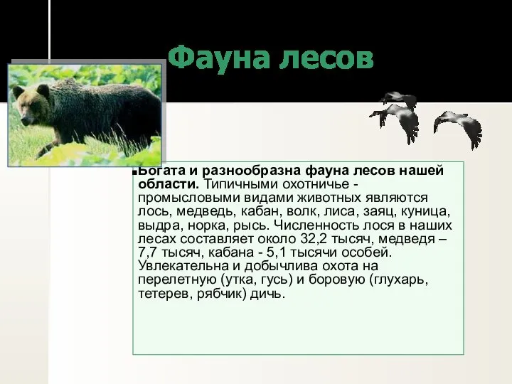 Фауна лесов Богата и разнообразна фауна лесов нашей области. Типичными охотничье