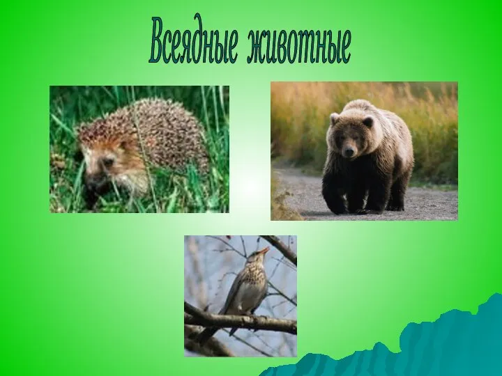 Всеядные животные