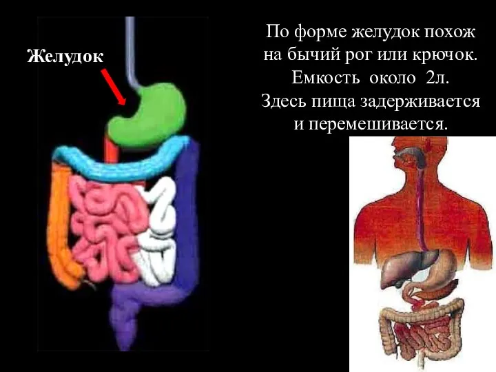 Желудок По форме желудок похож на бычий рог или крючок. Емкость