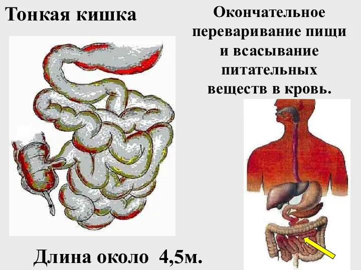 Окончательное переваривание пищи и всасывание питательных веществ в кровь. Тонкая кишка Длина около 4,5м.