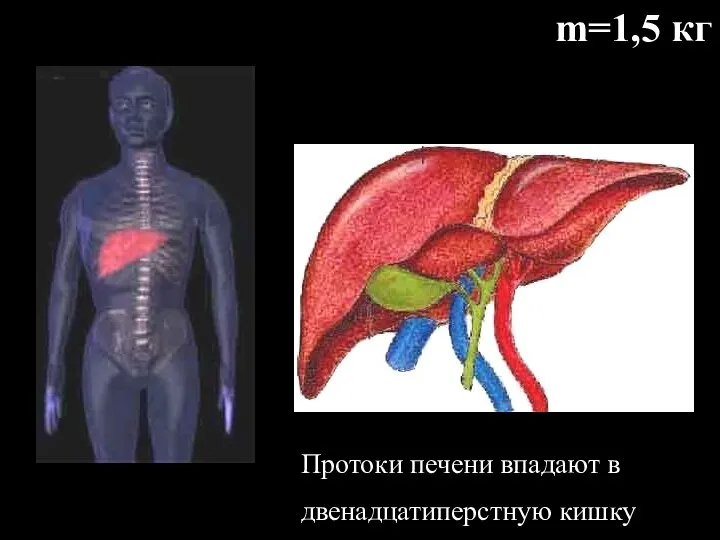 m=1,5 кг Протоки печени впадают в двенадцатиперстную кишку