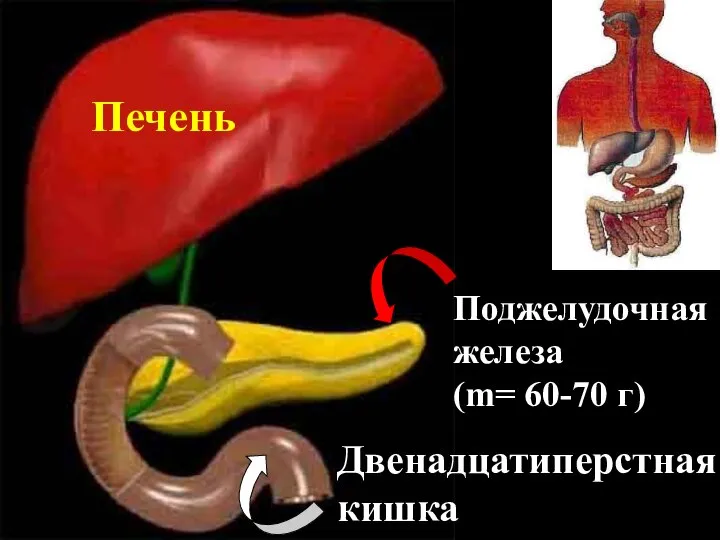 Печень Поджелудочная железа (m= 60-70 г) Двенадцатиперстная кишка