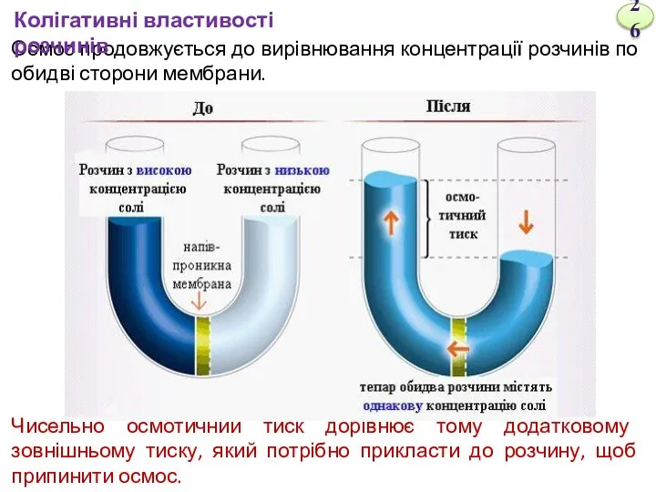 Осмос продовжується до вирівнювання концентрації розчинів по обидві сторони мембрани. Чисельно