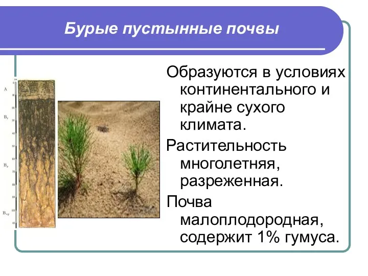 Бурые пустынные почвы Образуются в условиях континентального и крайне сухого климата.