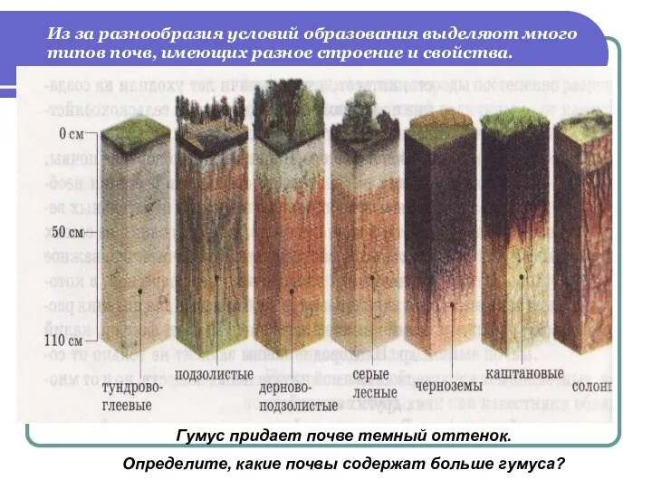 Из за разнообразия условий образования выделяют много типов почв, имеющих разное