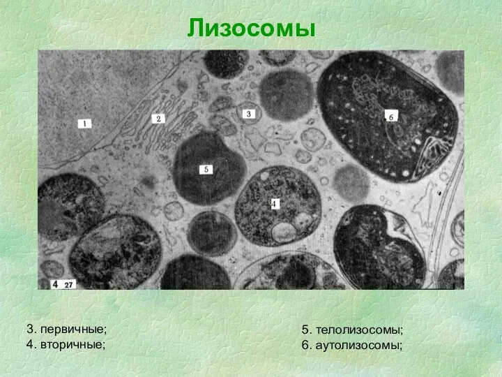 Лизосомы 3. первичные; 4. вторичные; 5. телолизосомы; 6. аутолизосомы;