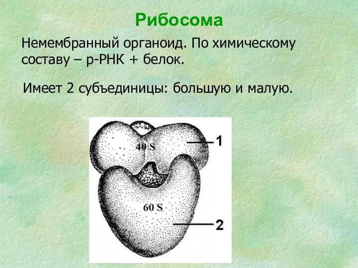 Рибосома Немембранный органоид. По химическому составу – р-РНК + белок. Имеет 2 субъединицы: большую и малую.