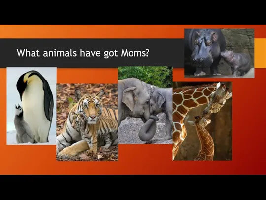 What animals have got Moms?