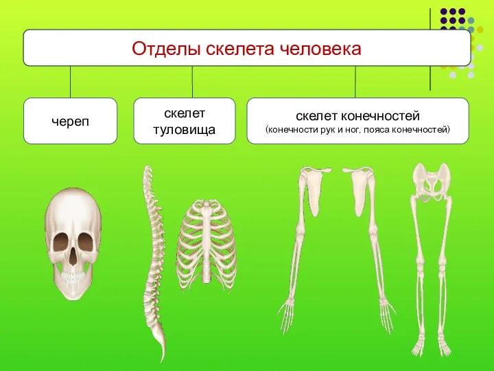 Отделы скелета человека