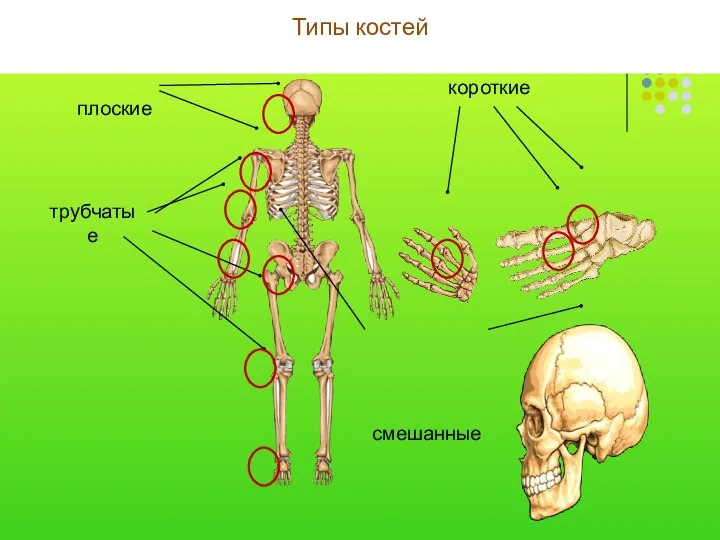 Типы костей короткие смешанные трубчатые плоские