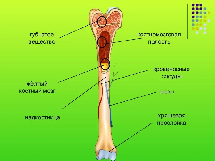 надкостница кровеносные сосуды хрящевая прослойка губчатое вещество костномозговая полость жёлтый костный мозг нервы