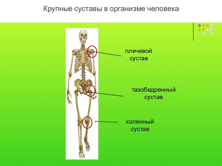 Крупные суставы в организме человека плечевой сустав тазобедренный сустав коленный сустав