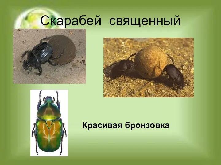 Скарабей священный Красивая бронзовка