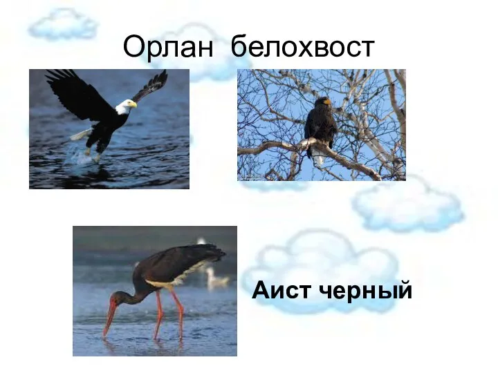 Орлан белохвост Аист черный